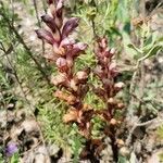 Orobanche alba leaf picture by gibert felix (cc-by-sa)