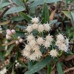 Baccharis salicina flower picture by Luisa Smith (cc-by-sa)