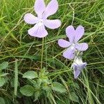 Viola cornuta habit picture by octopodia (cc-by-sa)