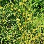 Chenopodium album flower picture by Petra Beversdorff (cc-by-sa)