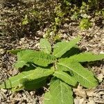 Salvia pratensis leaf picture by Mrmight (cc-by-sa)