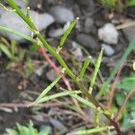 Rapistrum rugosum leaf picture by ELEJALDE Iñaki (cc-by-sa)