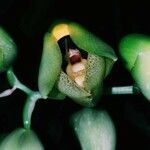 Catasetum macrocarpum flower picture by Carneiro Tiago (cc-by-sa)