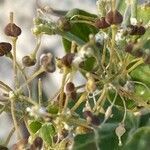 Lepidium latifolium fruit picture by Francois Mansour (cc-by-sa)