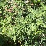 Achillea ligustica leaf picture by ruben brulat (cc-by-sa)