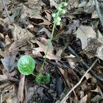 Pyrola americana habit picture by Matthias Foellmer (cc-by-sa)