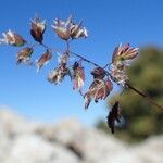 Poa alpina habit picture by Yoan MARTIN (cc-by-sa)