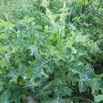 Silybum marianum habit picture by Monteiro Henrique (cc-by-sa)