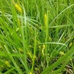 Carex hirta leaf picture by Dan Carne (cc-by-sa)