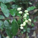 Myrcia splendens fruit picture by Nelson Zamora Villalobos (cc-by-nc)