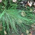 Festuca filiformis leaf picture by corinne coullin (cc-by-sa)