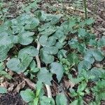 Asarum europaeum habit picture by Samuel Hricko (cc-by-sa)