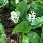 Maianthemum canadense flower picture by amy lemire (cc-by-sa)