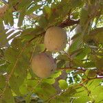 Khaya senegalensis fruit picture by Sylvain Piry (cc-by-sa)