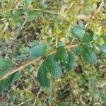 Berberis vulgaris leaf picture by Franz Gruber (cc-by-sa)