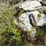 Veronica fruticans habit picture by Alain Bigou (cc-by-sa)