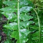 Sonchus hierrensis leaf picture by Chirivella Moreno José Manuel (cc-by-sa)