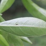 Eumachia microdon leaf picture by Nelson Zamora Villalobos (cc-by-nc)