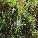 Digitalis parviflora habit picture by Sarami (cc-by-sa)