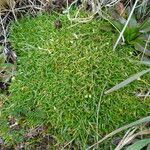 Colobanthus quitensis habit picture by Fabien Anthelme (cc-by-sa)