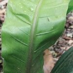 Philodendron wendlandii leaf picture by Hervé Goëau (cc-by-sa)