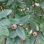 Crataegus germanica leaf picture by G Bart (cc-by-sa)