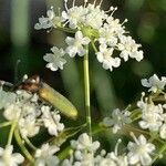 Pimpinella saxifraga flower picture by Martine Baume (cc-by-sa)