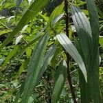 Boehmeria penduliflora leaf picture by Matthieu Gebus (cc-by-sa)