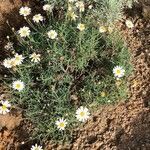 Argyranthemum frutescens habit picture by Mel Mun (cc-by-sa)