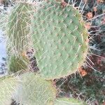 Opuntia leucotricha leaf picture by Francisco Barrios (cc-by-sa)