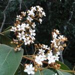 Nectandra oppositifolia flower picture by Renato Lima (cc-by-nc-sa)