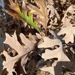 Quercus alba leaf picture by Alfy (cc-by-sa)