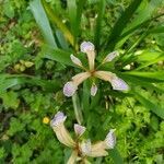 Iris foetidissima flower picture by Baptiste Cordier (cc-by-sa)