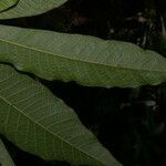 Brosimum lactescens leaf picture by Nelson Zamora Villalobos (cc-by-nc)