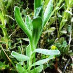 Helichrysum arenarium leaf picture by Andrzej Konstantynowicz (cc-by-sa)