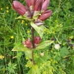 Gentiana purpurea flower picture by Sigrun Steinbach (cc-by-sa)