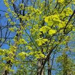 Tilia americana habit picture by Christopher Lewis (cc-by-sa)