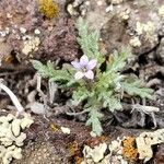 Gilia inconspicua flower picture by Ethan Greer (cc-by-sa)