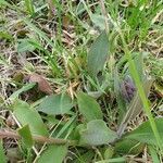 Pulmonaria mollis leaf picture by anthony gigout (cc-by-sa)