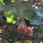 Neocarya macrophylla fruit picture by Herwig Mees (cc-by-sa)