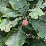 Magnolia macrophylla fruit picture by Matthias Foellmer (cc-by-sa)