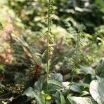 Epipactis muelleri habit picture by Henk Van Lottum (cc-by-sa)