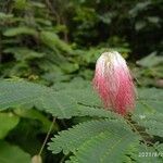 Calliandra surinamensis flower picture by Jorge Cugat Herrero (cc-by-sa)