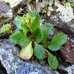 Primula hirsuta habit picture by Alain Bigou (cc-by-sa)