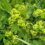 Alchemilla subcrenata flower picture by André Kovács (cc-by-sa)