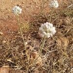 Armeria arenaria fruit picture by Cardo azul (cc-by-sa)