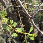 Vachellia caven leaf picture by di Parodi (cc-by-sa)