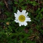 Leucanthemum pachyphyllum flower picture by Roberto Righini (cc-by-sa)