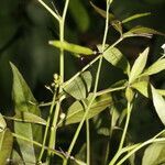 Cleome serrata leaf picture by Nelson Zamora Villalobos (cc-by-nc)