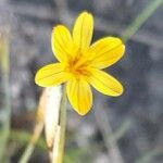 Sisyrinchium unguiculatum flower picture by Trap Hers (cc-by-sa)